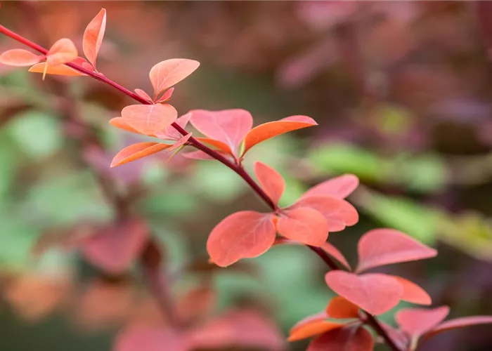 Berberis ottawensis 'Superba'