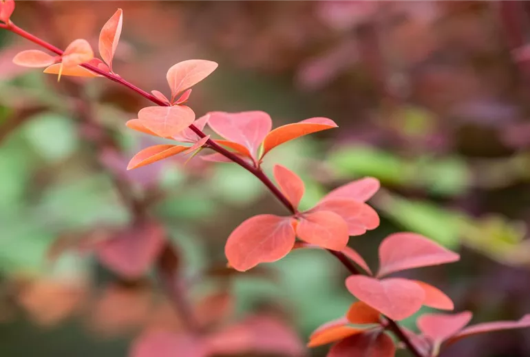 Berberis, rot Berberis, rot