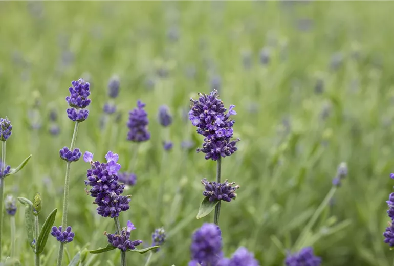 Lavandula angustifolia 'Hidcote'