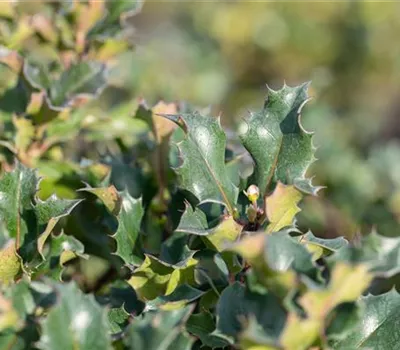 Ilex meserveae 'Blue Angel' -R- Ilex meserveae 'Blue Angel' -R-