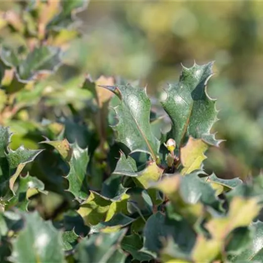 Ilex meserveae 'Blue Angel' -R- Ilex meserveae 'Blue Angel' -R-