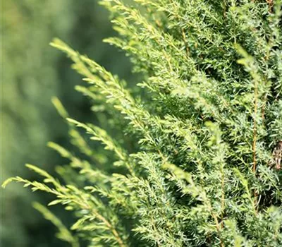 Juniperus com.'Hibernica' Juniperus com.'Hibernica'