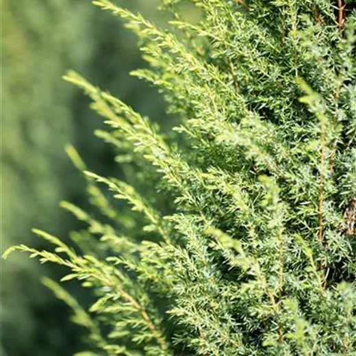 Juniperus com.'Excelsa' Juniperus com.'Excelsa'