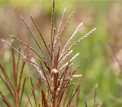 Miscanthus sinensis 'Ferner Osten'