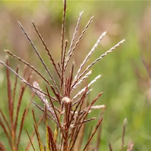 Miscanthus sinensis 'Ferner Osten' Miscanthus sinensis 'Ferner Osten'