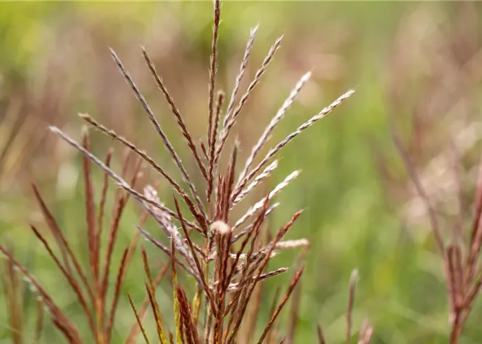 Miscanthus sinensis 'Ferner Osten'