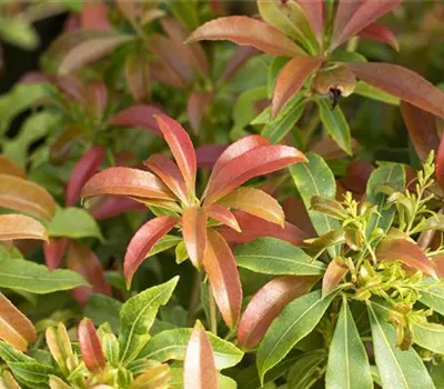 Pieris japonica 'Forest Flame'