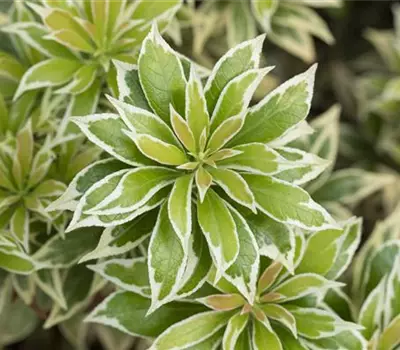 Pieris japonica 'Variegata'