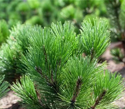 Pinus heldreichii var.leucodermis