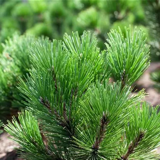 Pinus heldreichii var.leucodermis