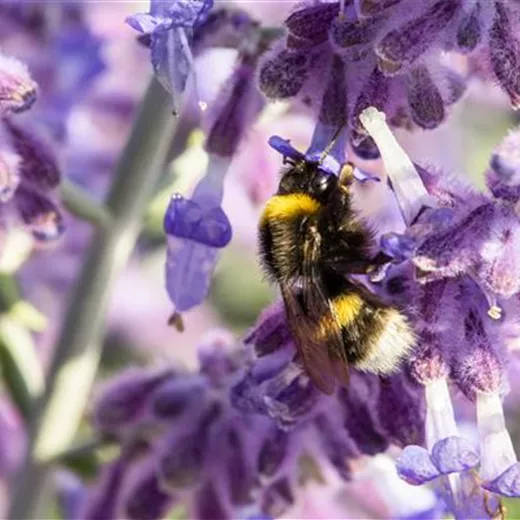 Perovskia atriplicifolia 'Lacey Blue' -R- Perovskia atriplicifolia 'Lacey Blue' -R-