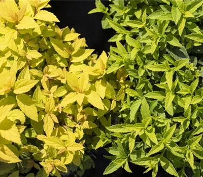 Spiraea japonica 'Goldflame' Spiraea japonica 'Goldflame'