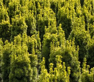 Taxus baccata 'Fastigiata Aureomarginata'