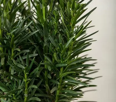 Taxus baccata 'Fastigiata Robusta' Taxus baccata 'Fastigiata Robusta'