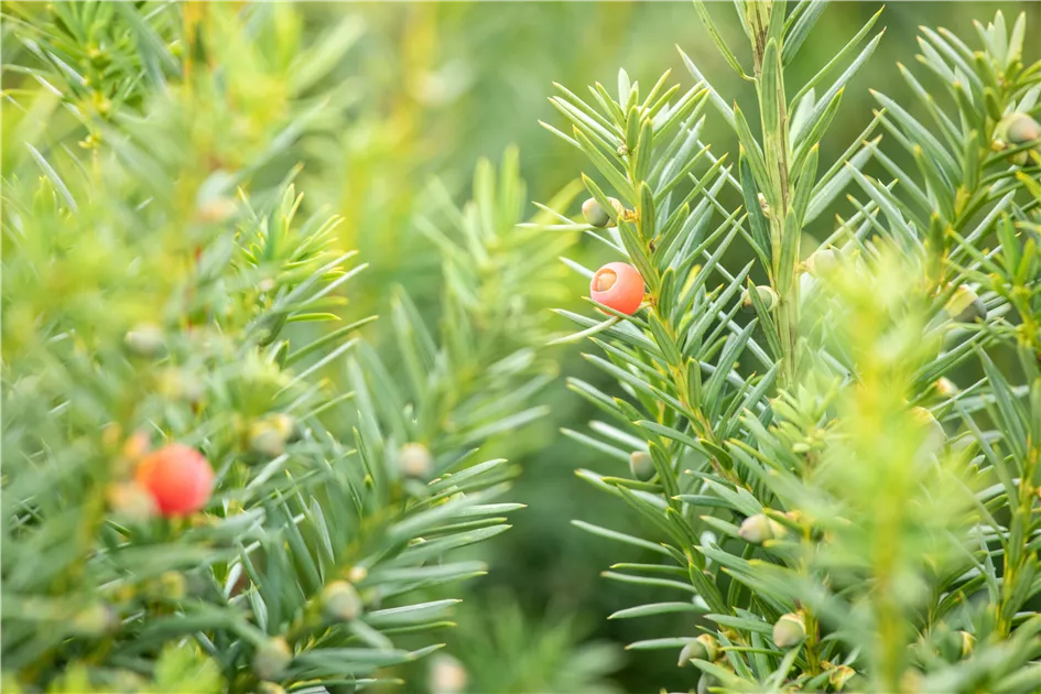 Taxus media 'Hicksii'