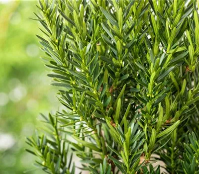 Taxus media 'Brownii' Taxus media 'Brownii'