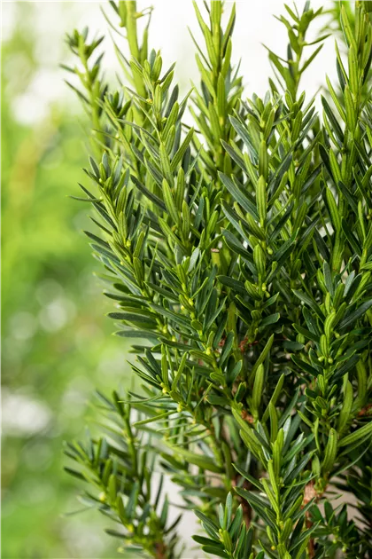 Taxus media "Grnland"