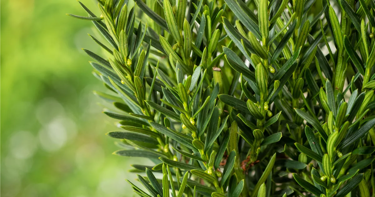Taxus media "Grnland"