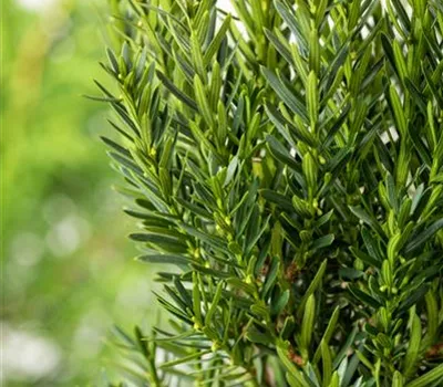 Taxus media "Grönland" Taxus media "Grönland"