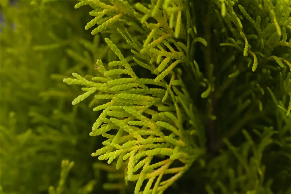 wisteria aquarium plant BUY 2 GET 1 FREE Water Wisteria (Hygrophila difformis)
