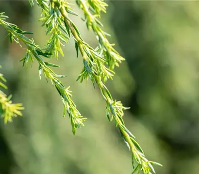 Tsuga canadensis 'Pendula'