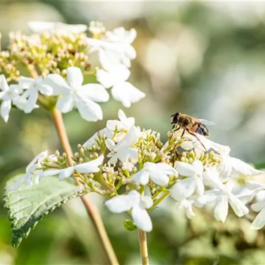 Viburnum plicatum 'Summer Snowflake'