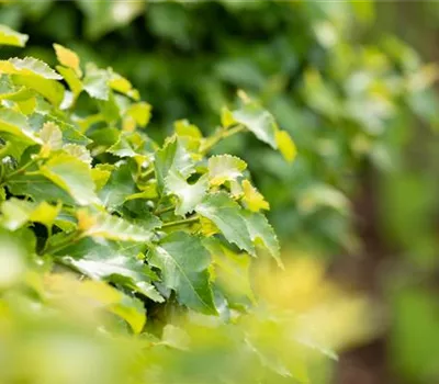 Betula pendula 'Magical Globe'