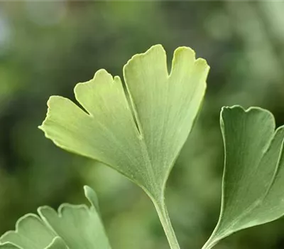 Ginkgo biloba "Simon" BESONDERHEIT!!! Ginkgo biloba "Simon" BESONDERHEIT!!!