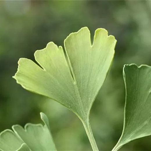 Ginkgo biloba "Simon" BESONDERHEIT!!! Ginkgo biloba "Simon" BESONDERHEIT!!!