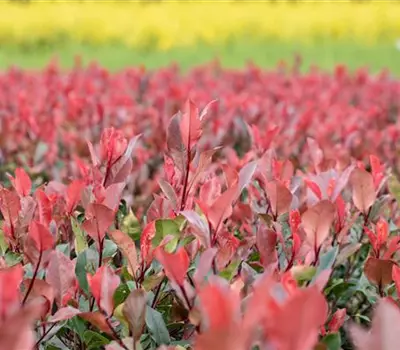 Photinia fraseri 'Little Red Robin'