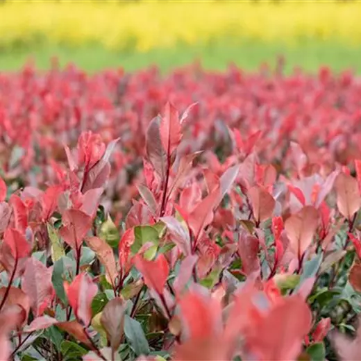 Photinia fraseri 'Little Red Robin'