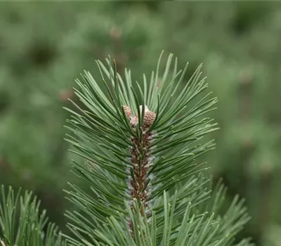 Pinus uncinata "Heideperle" Pinus uncinata "Heideperle"