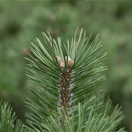 Pinus uncinata "Heideperle"