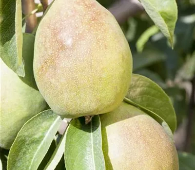 Pyrus Säule 'Obelisk' Pyrus Säule 'Obelisk'