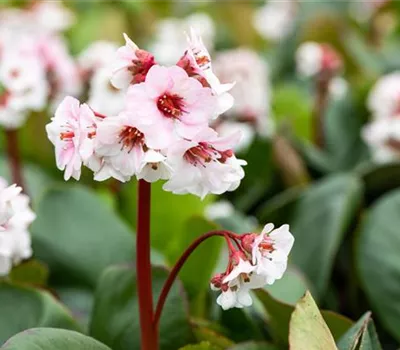 Bergenia cordifolia 'Silberlicht'