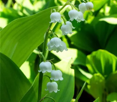 Convallaria majalis, weiß