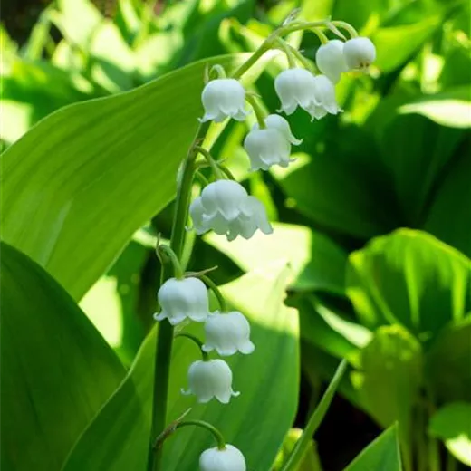 Convallaria majalis, weiß