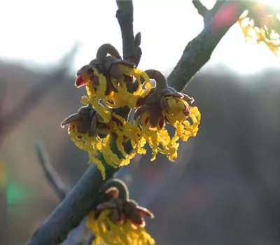 Hamamelis interm.'Arnold Promise'