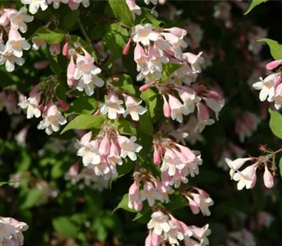 Kolkwitzia amabilis 'Pink Cloud'