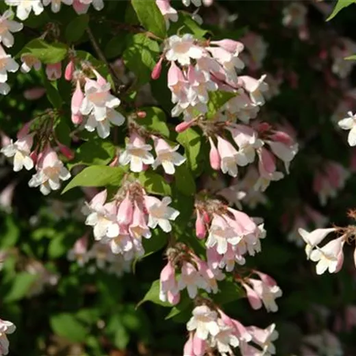 Kolkwitzia amabilis 'Pink Cloud'