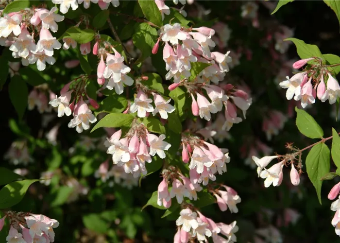 Kolkwitzia amabilis 'Pink Cloud'
