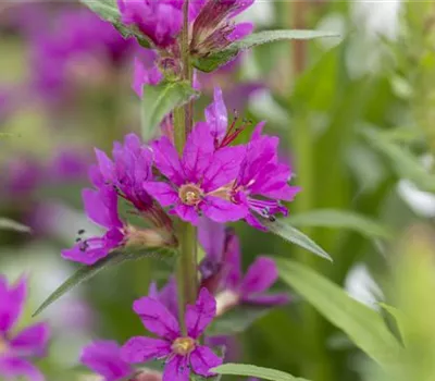 Lythrum salicaria Lythrum salicaria