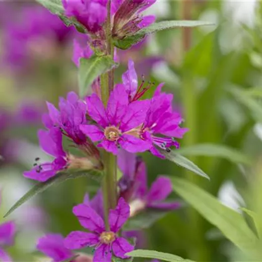 Lythrum salicaria Lythrum salicaria