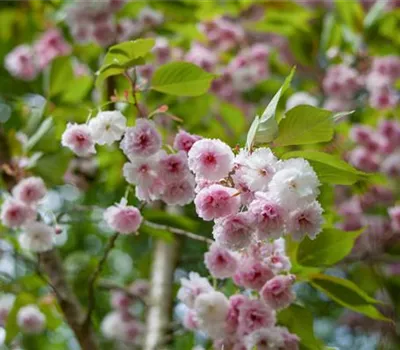 Prunus triloba