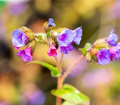 Pulmonaria dacica 'Azurea'