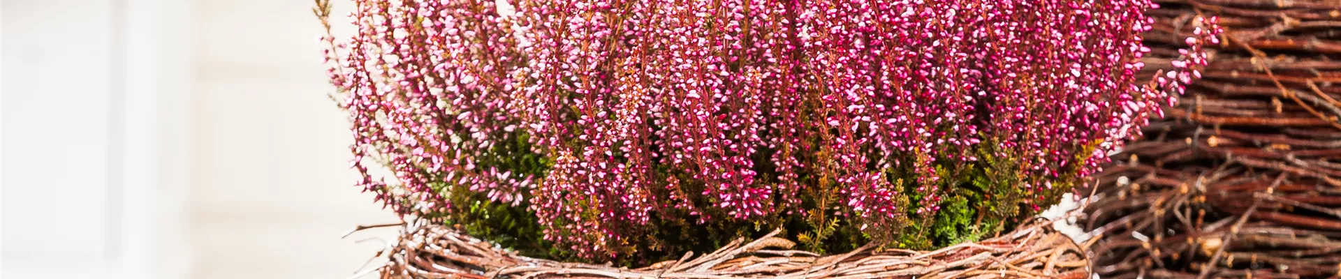 Calluna vulgaris Calluna vulgaris