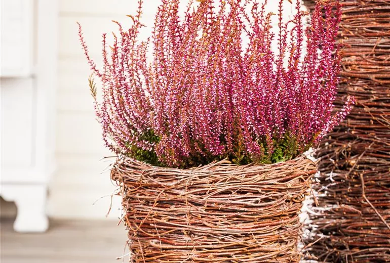 Calluna vulgaris Calluna vulgaris