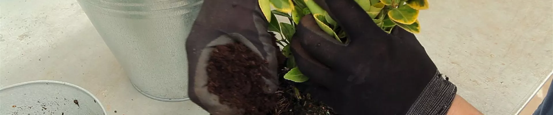 Spindelstrauch - Umtopfen (5)