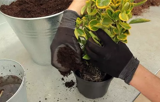 Spindelstrauch - Umtopfen Spindelstrauch - Umtopfen