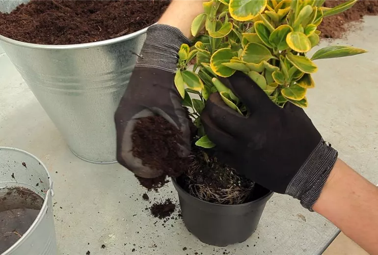 Spindelstrauch - Umtopfen (5)